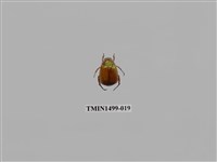 藏品(黃豔金龜)的圖片